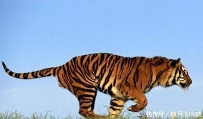 虚心进取的生肖 积极进取的生肖有什么