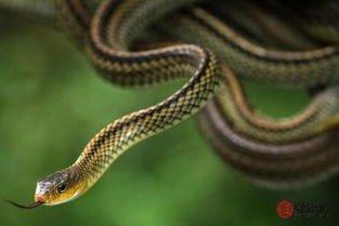 蛇和什么生肖最合 属蛇人与哪几个生肖最配