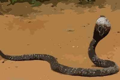 蛇和什么生肖最合 属蛇人与哪几个生肖最配