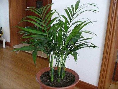 若触犯风水禁忌 适合室内养的植物也会破坏风水