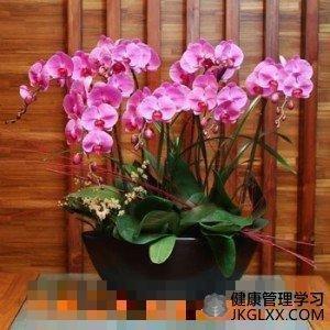 蝴蝶兰放家中什么位置好(蝴蝶兰放什么地方养好)