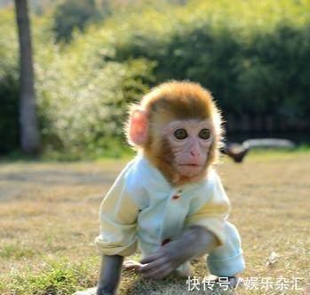 解析：1980年属猴人在2025年的财运情况