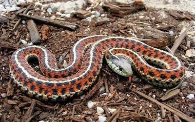 解读属蛇的人在2025年中所面临的运势变化