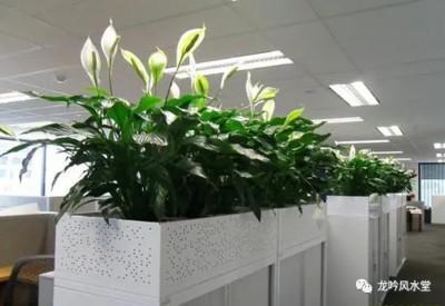 西南方位摆放什么(西南方位摆放什么植物最好)