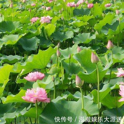 让人一见倾心的生肖女 万人迷的生肖女是哪几个