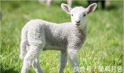 解析1979年属羊人一生运势如何呢