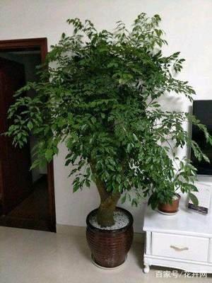 让你好运连连的家居植物风水 给人带来好运的植物