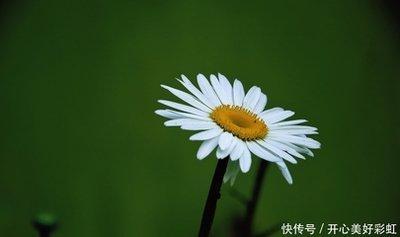 记性不好的是什么生肖 记忆力不好的生肖
