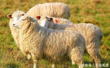 话多生肖是哪个 话特别多的生肖有什么