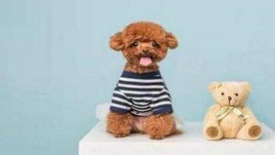 说话最算数打一生肖 遵守承诺的生肖