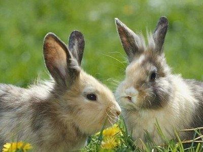 请问属兔是哪一年的呢 属兔人的运势怎么样