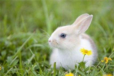 请问属兔是哪一年的呢 属兔人的运势怎么样