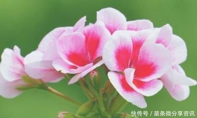 赚钱最厉害的生肖男 哪些生肖的男人有赚钱能力