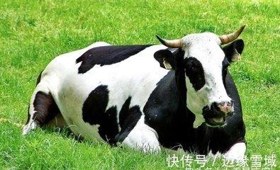 越挫越勇的生肖 什么生肖的人能越战越勇