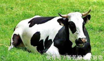 越挫越勇的生肖 什么生肖的人能越战越勇