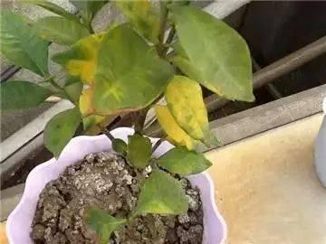这些摆设不对招祸 家里风水不好的征兆