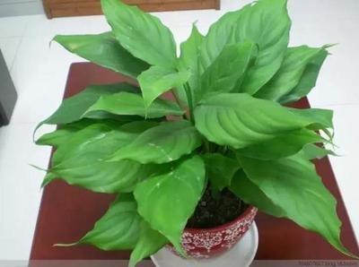 这些植物最值得养！家居植物风水的影响