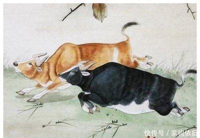 这些生肖不耍小聪明 靠实力取得成功