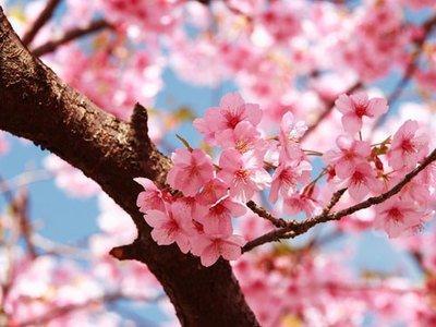 输入名字算桃花运看你的桃花运好吗