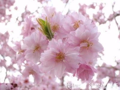 这些生肖女性格单纯 也是最容易吃亏的性格