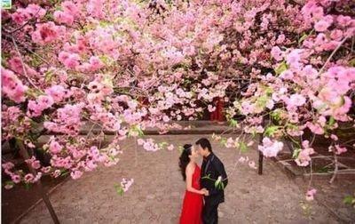这些生肖年初便有桃花入命 异性缘大增 有望结婚