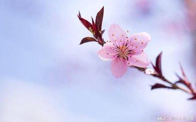 这些生肖春节期间桃花旺 人缘好 能够喜结良缘