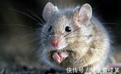 这些生肖遭遇坎坷的事情但也不放弃生活
