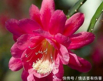 这些生肖蛇年被横财砸中 收入稳定 远离破财危机