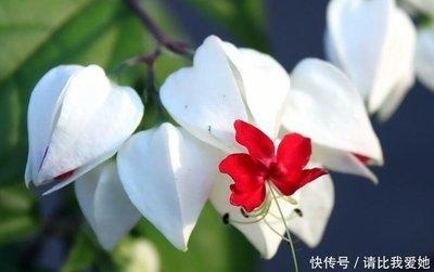 这几个生肖女桃花不断 最受异性关注