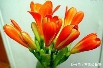 辰时出生的好不好 辰时出生的人有怎样的命运