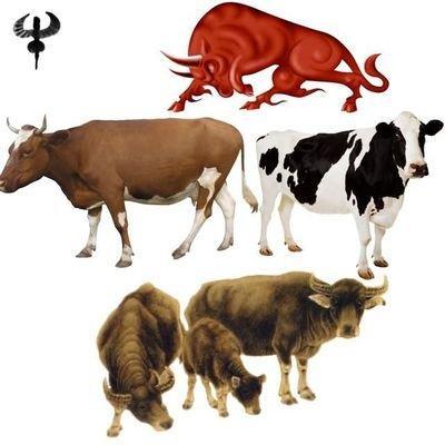 辰时生牛人是什么命 辰时出生的属牛人命运好吗
