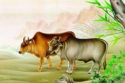 辰时生牛人是什么命 辰时出生的属牛人命运好吗