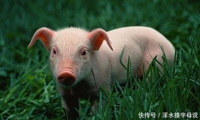 这三个月份出生的属狗人最好命生来富贵