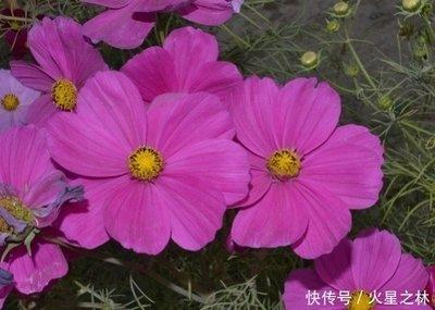 这三个生肖在3月下旬迎来财星入命 做生意赚大财