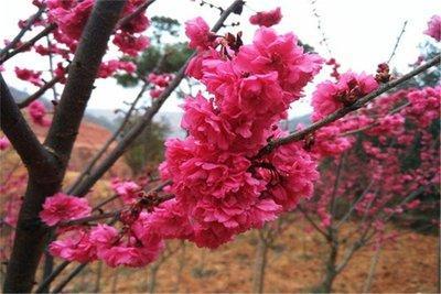 这三个生肖男2025年中桃花旺盛 可以顺利脱单 这三个生肖男2025年中桃花旺盛 可以顺利脱单