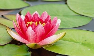 这三个生肖较财运较差不用愁 自有贵人雪中送炭 这三个生肖较财运较差不用愁 自有贵人雪中送炭