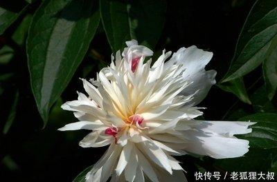 这三种面相的男人桃花运特别旺异性缘好