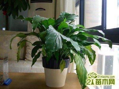 适合在室内养的花草 室内养什么植物风水好