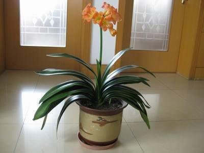 适合在室内养的花草 室内养什么植物风水好