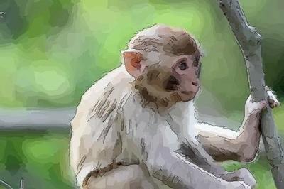 酉时属猴人的命运 属猴酉时生人怎么样
