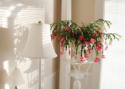 选择室内花卉品种时要注意其风水效应