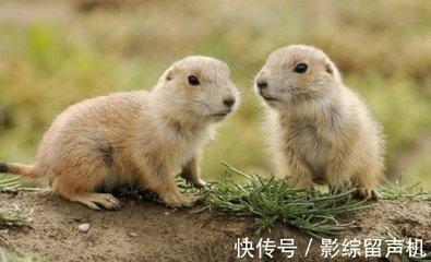 重视友情 把友情看得很重要的生肖性格