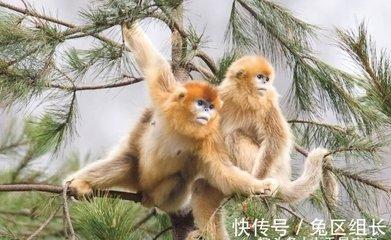 野心勃勃的生肖有哪些 很有野心的生肖