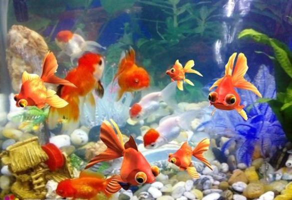 金鱼怎么养在风水方面养金鱼的注意事项