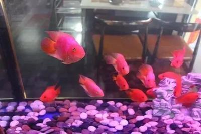 金鱼怎么养风水更好养金鱼的风水讲究