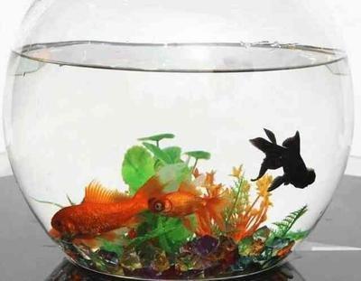 金鱼缸的选择应从金鱼的风水角度考虑