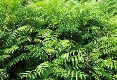 门前种棕榈树风水 棕榈树对风水好吗