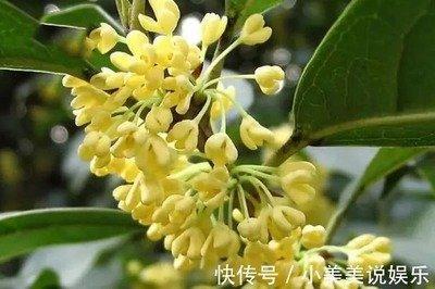 门前种龙眼好吗 龙眼树种在哪里最好