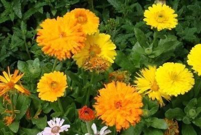 金盏花的花语是什么 金盏花的寓意