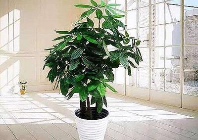 阳台上种什么植物招财 五种招财植物